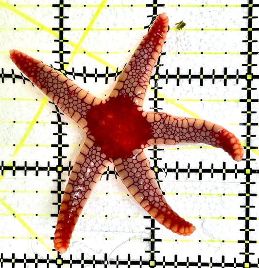 Red Fromia Starfish (monolis) RFS061201 WYSIWYG Size: 2.5"