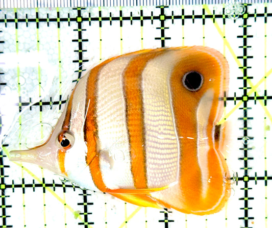 Copperband Butterflyfish CB042701 WYSIWYG Size: M 3"