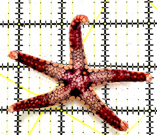 Red Fromia Starfish (monolis) RFS061202 WYSIWYG Size: 3.25"