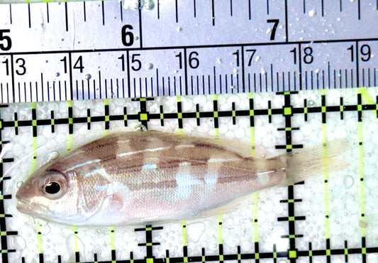 Blueline Snapper BS042701 WYSIWYG Size: M 2.5"