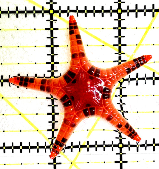 Double Starfish DS061201 WYSIWYG Size: 2.25"