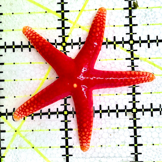 Orange Fromia Starfish OFS061201 WYSIWYG Size: 2"