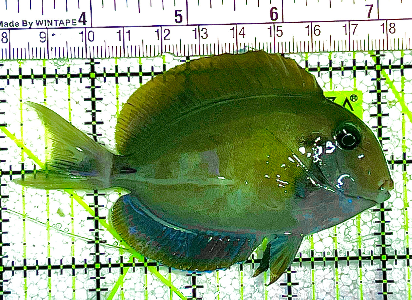 Eye Line Black Shoulder Tang ELBST020501 WYSIWYG Size: L 4" approx