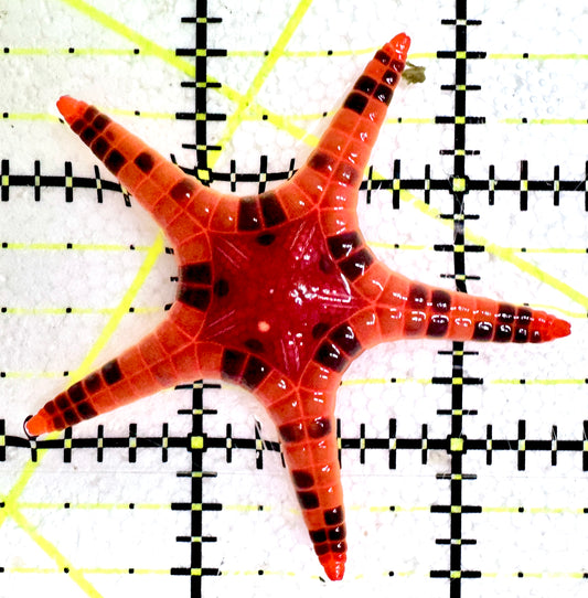 Double Starfish DS061202 WYSIWYG Size: 2"