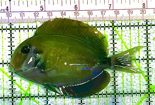 Eye Line Black Shoulder Tang ELBST020501 WYSIWYG Size: L 4" approx