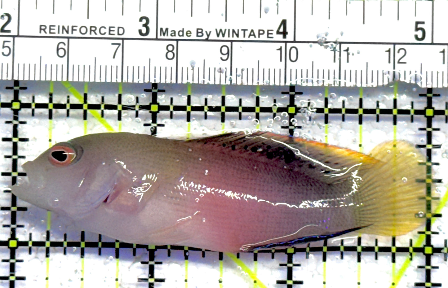 Australian Multicolor Dottyback AMD061302 WYSIWYG Size: L 3" approx