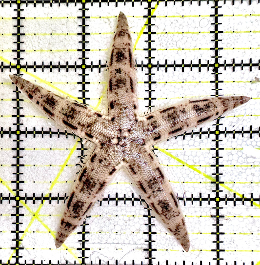 Sand Shifting Starfish SSS061201 WYSIWYG Size: 3.5"