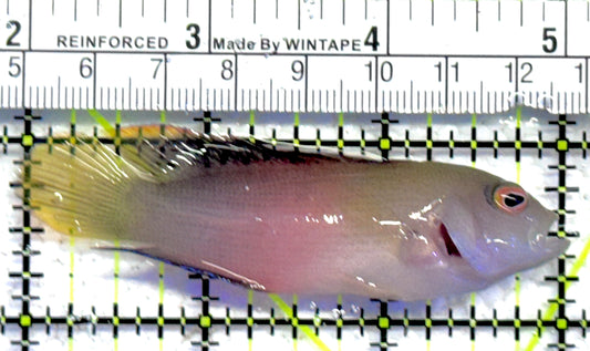 Australian Multicolor Dottyback AMD061302 WYSIWYG Size: L 3" approx