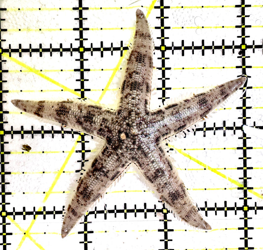 Sand Shifting Starfish SSS061202 WYSIWYG Size: 3"