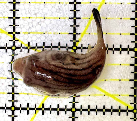 Manila Lined Pufferfish MLP061201 WYSIWYG Size: S 2.25"