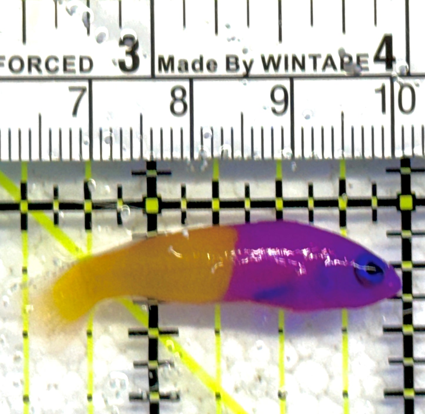 Royal Dottyback RD061301 WYSIWYG Size: Tiny 1.5" approx