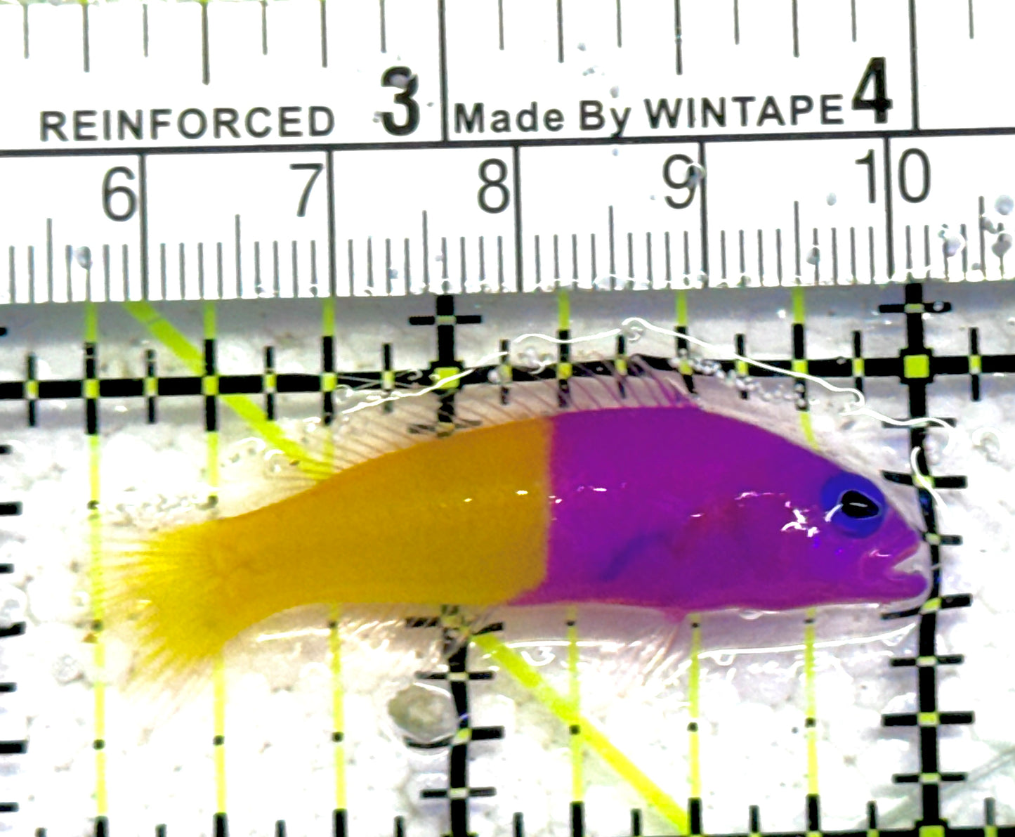 Royal Dottyback RD061302 WYSIWYG Size: Tiny 1.75" approx