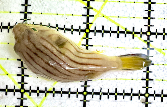 Manila Lined Pufferfish MLP061204 WYSIWYG Size: S 2.25"