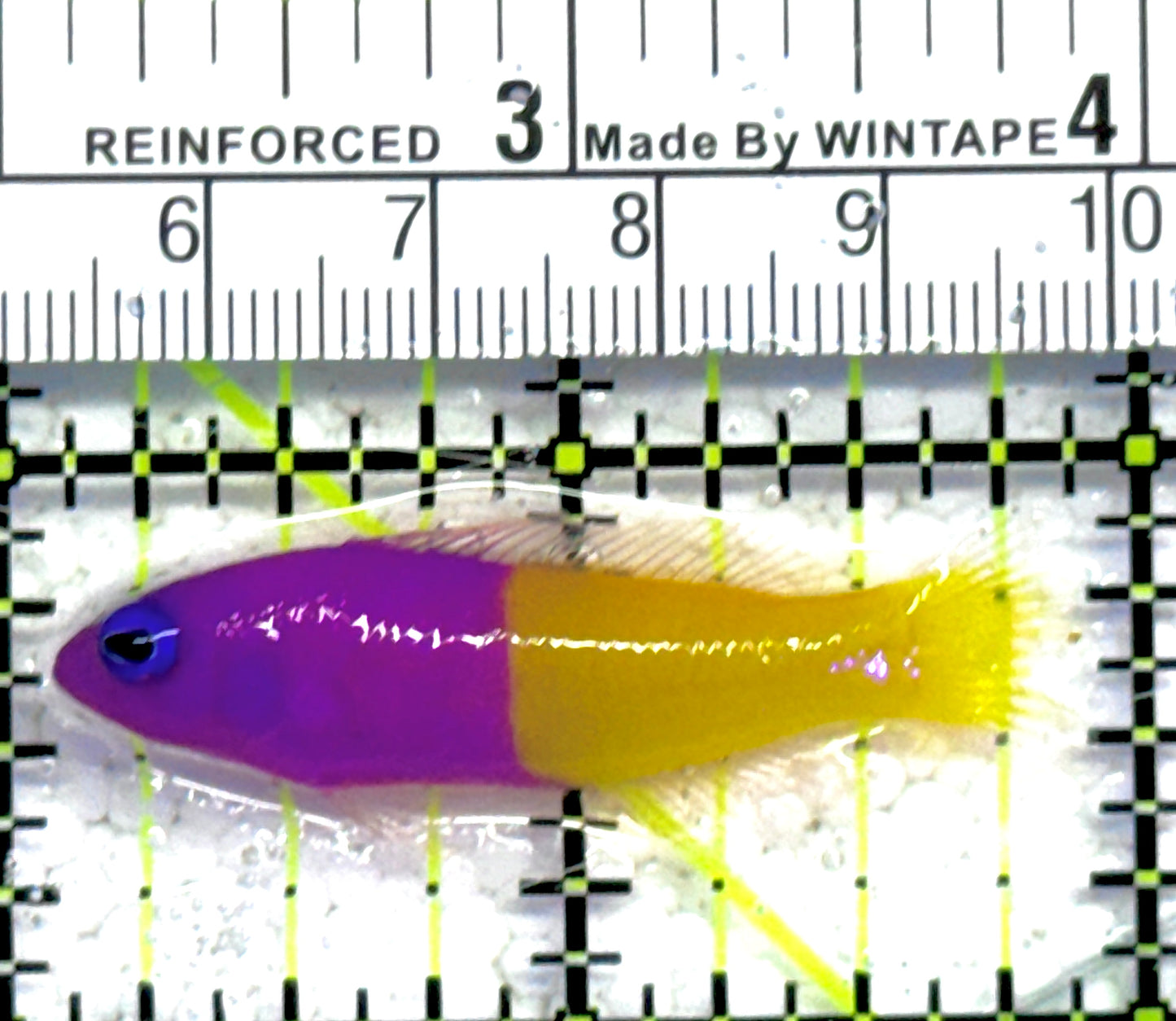 Royal Dottyback RD061302 WYSIWYG Size: Tiny 1.75" approx