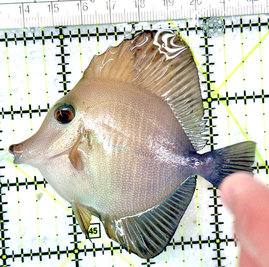 Scopas Tang ST042702 WYSIWYG Size: M 3.5"