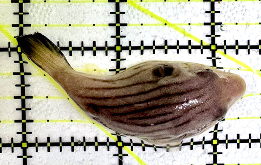 Manila Lined Pufferfish MLP061205 WYSIWYG Size: S 2.5"