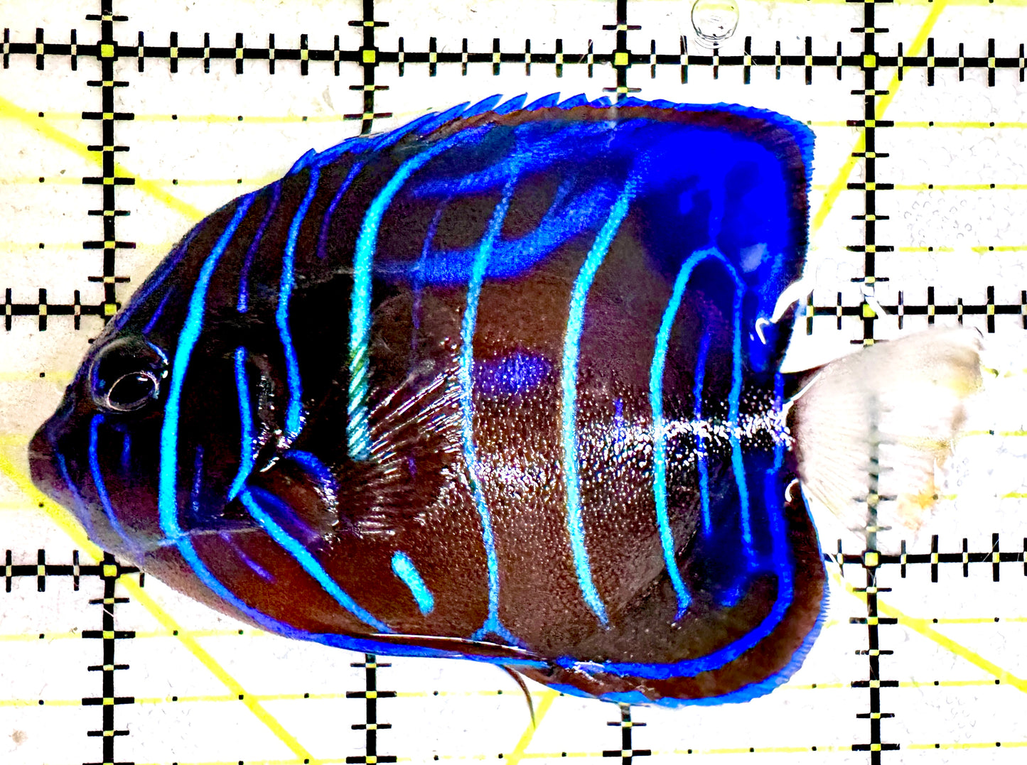 Blue Ring Angelfish Juvenile BRAJ061201 WYSIWYG Size: M 3.75"