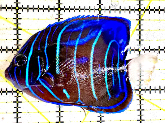 Blue Ring Angelfish Juvenile BRAJ061201 WYSIWYG Size: M 3.75"