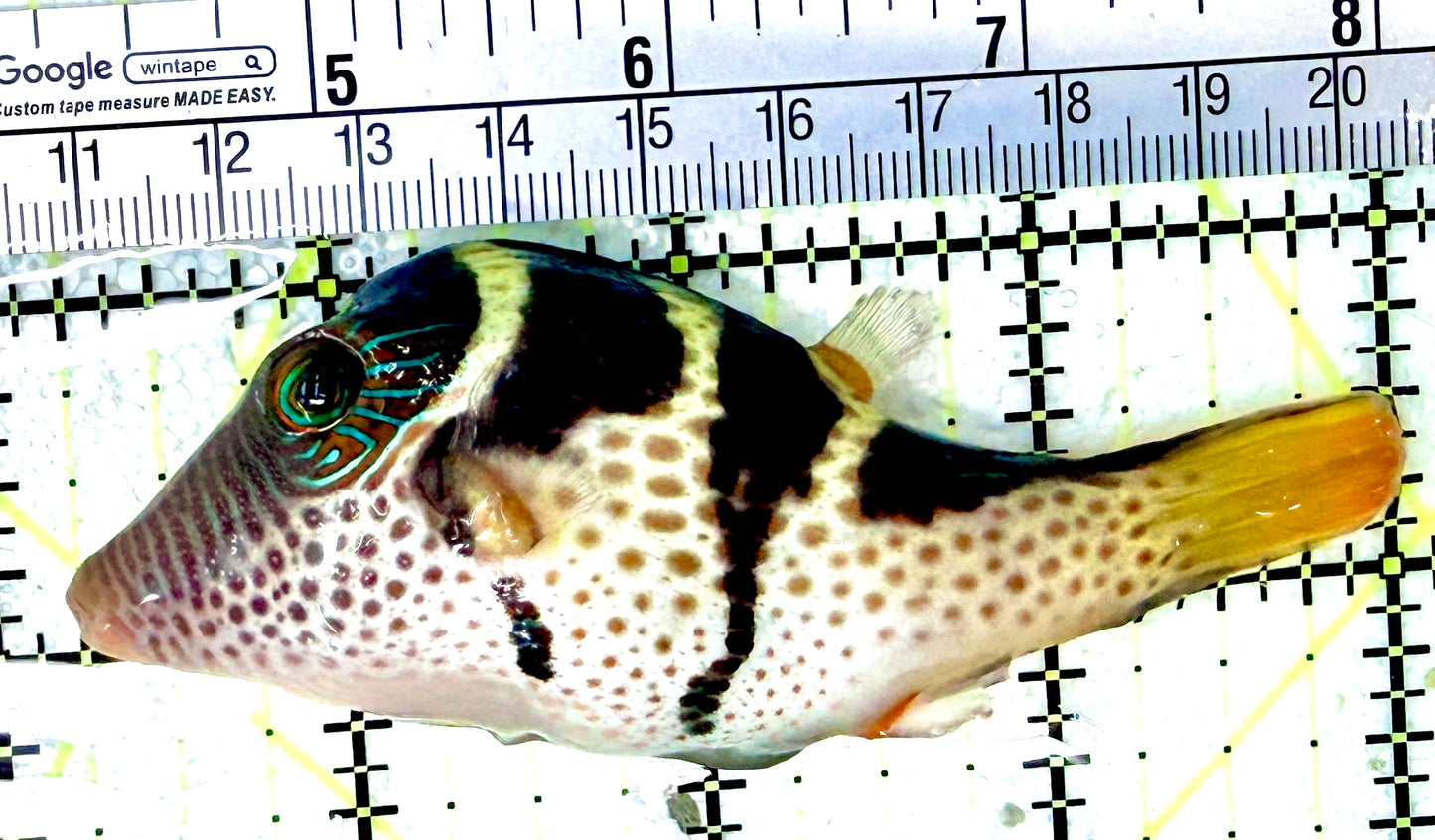 Valentini Toby Pufferfish VTP042701 WYSIWYG Size:XXL/SHOW 3.75"