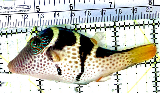 Valentini Toby Pufferfish VTP042701 WYSIWYG Size:XXL/SHOW 3.75"