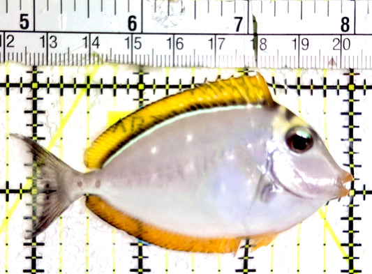 Blonde Naso Tang (Maldives Special Grade) BNT061201 WYSIWYG Size: SM 3.25"