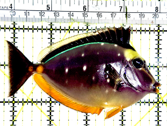Naso Tang NNT061201 WYSIWYG Size: ML 4.25"