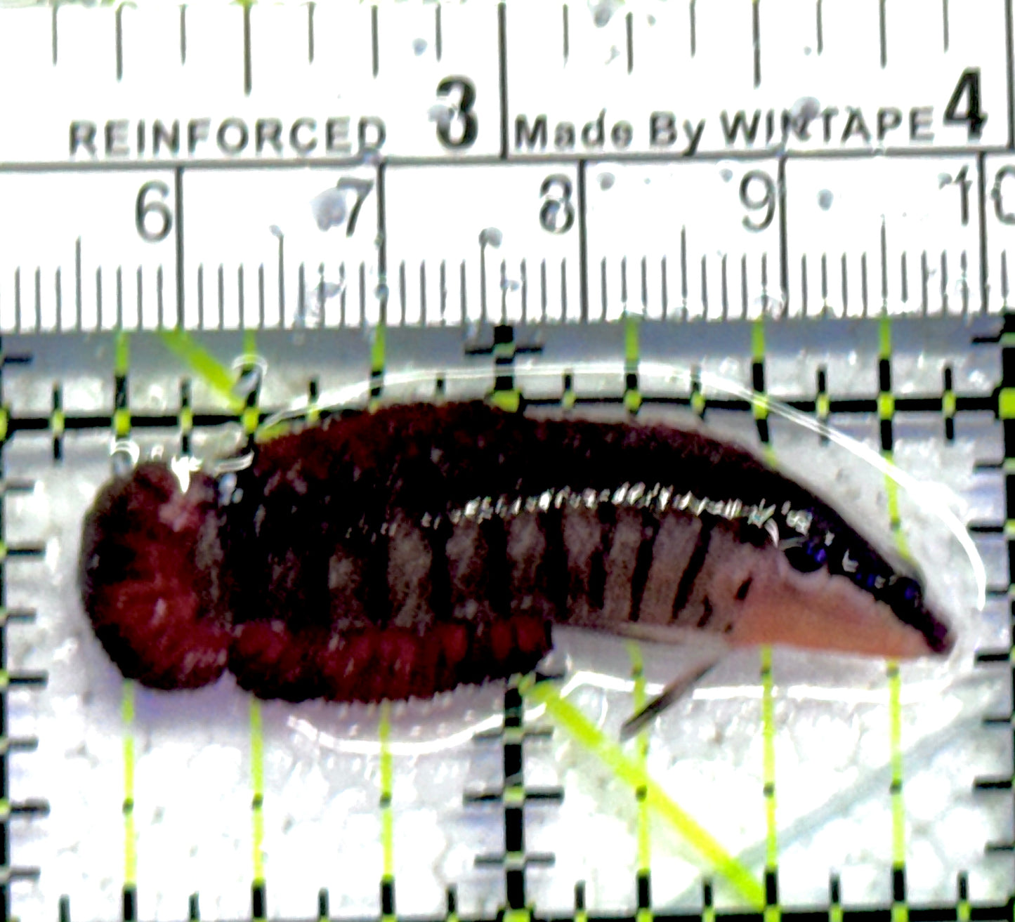 Rare Indo Barred Longfin Basslet RIBLB061302 WYSIWYG Size: Tiny 1.75" approx