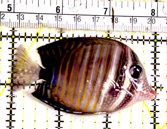 Desjardini Tang (Red Sea Sailfin Tang) DT061201 WYSIWYG Size: M 3"
