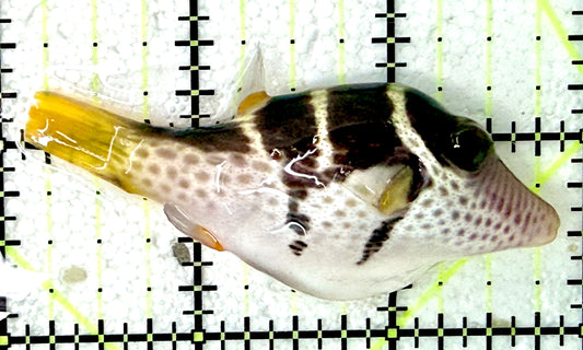 Valentini Toby Pufferfish VTP042702 WYSIWYG Size: L 3"