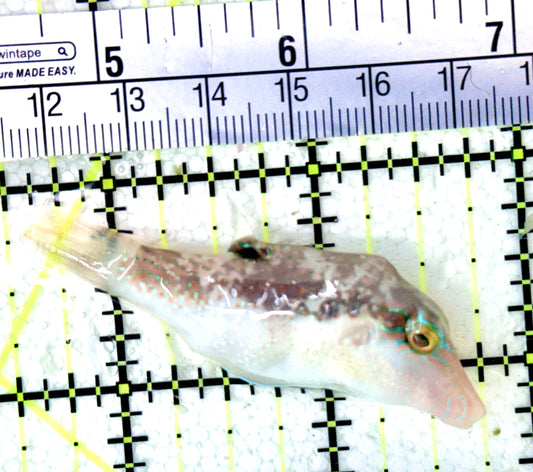 Blue Dot Toby Pufferfish BDTP042701 WYSIWYG Size: L 2.25"