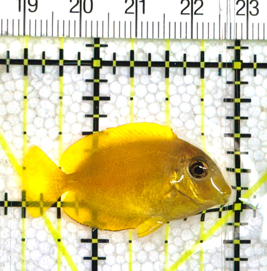 Orange Shoulder Tang Juvenile OSTJ061201 WYSIWYG Size: Tiny 1.5"