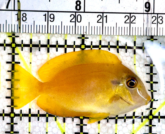 Orange Shoulder Tang Juvenile OSTJ061202 WYSIWYG Size: Tiny 2"