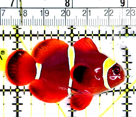 Gold Bar Maroon Clownfish Bali Grade A (Wild Caught) GBMC061201 WYSIWYG Size: ML 2.25"