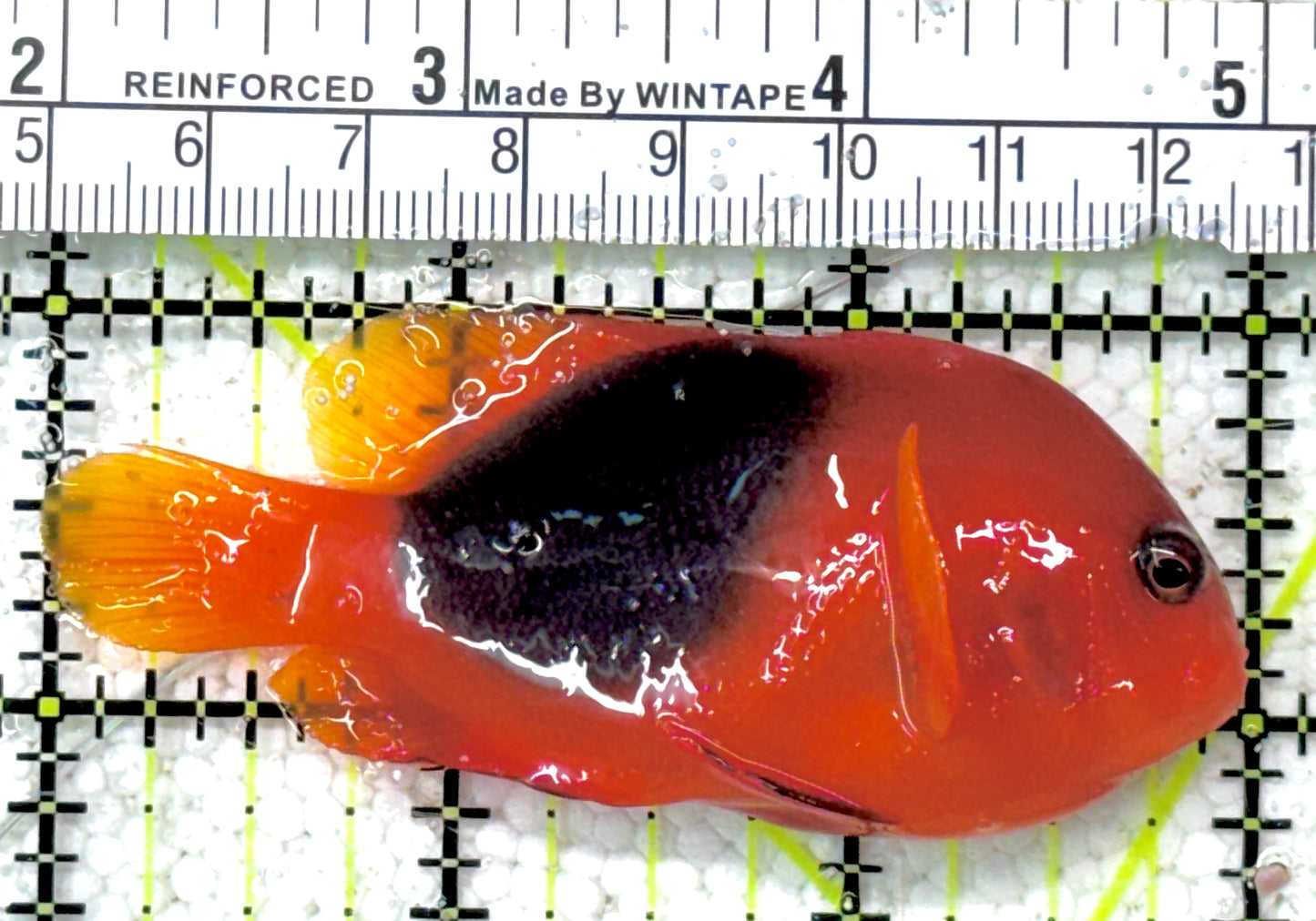 Red Fire Saddle Clownfish RFSC061301 WYSIWYG Size: M 3" approx