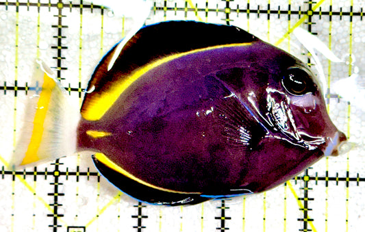 Gold Rim Tang GRT061201 WYSIWYG Size: ML 4"