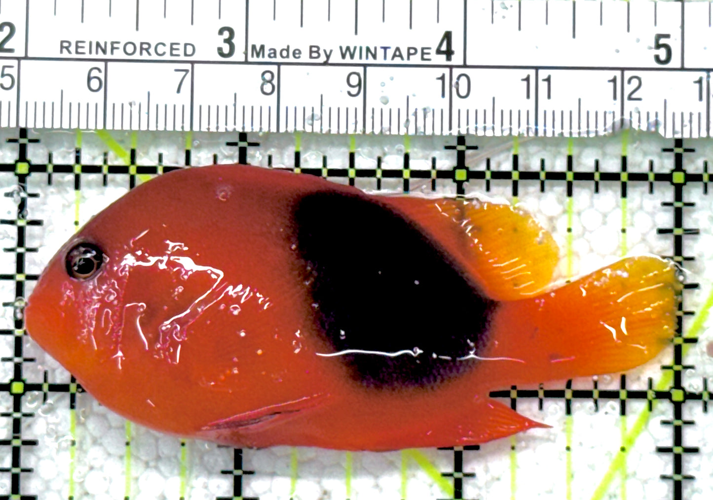 Red Fire Saddle Clownfish RFSC061301 WYSIWYG Size: M 3" approx
