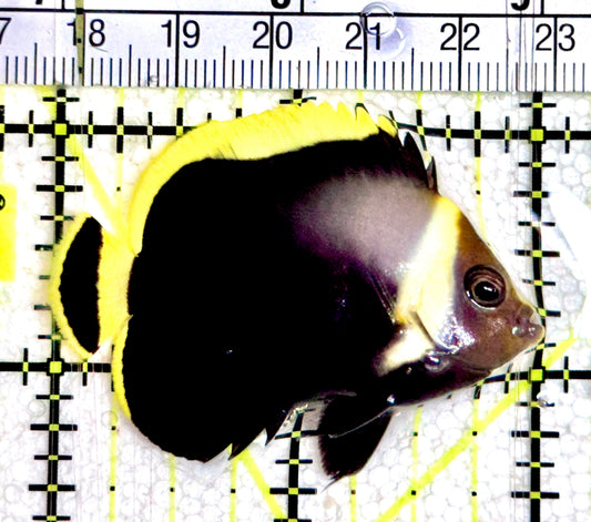 Grey Poma Angelfish GPA061202 WYSIWYG Size: S 2"