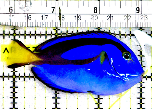 Blue Hippo Tang BHT061201 WYSIWYG Size: M 3.25"