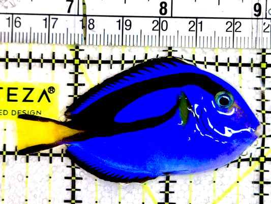 Blue Hippo Tang BHT061202 WYSIWYG Size: S 2.5"