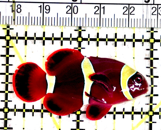 Gold Bar Maroon Clownfish Bali Grade A (Wild Caught) GBMC061202 WYSIWYG Size: M 2"