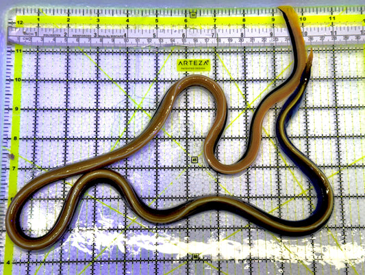 Blue Ribbon Eel BRE061301 WYSIWYG Size: L 30" approx