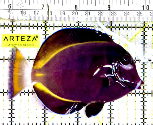 Gold Rim Tang GRT061202 WYSIWYG Size: ML 4"