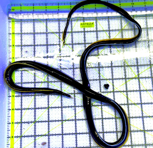 Blue Ribbon Eel BRE061302 WYSIWYG Size: L 30" approx