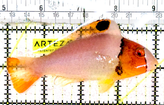 Bicolor Parrotfish BP061201 WYSIWYG Size: L 4"