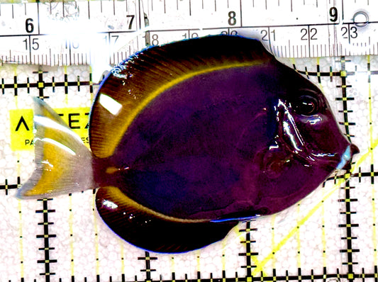 Gold Rim Tang GRT061203 WYSIWYG Size: ML 3.25"