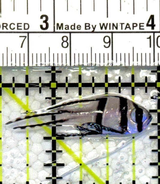 Banggai Cardinal Fish BCF061301 WYSIWYG Size: Tiny 1.25"