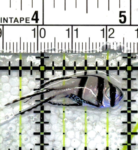 Banggai Cardinal Fish BCF061302 WYSIWYG Size: Tiny 1.5"