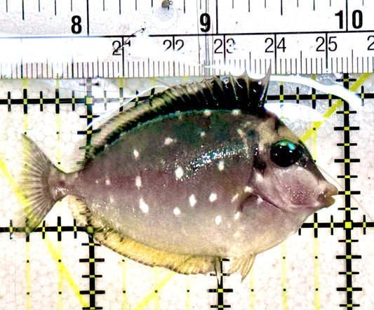 Naso Tang NT061202 WYSIWYG Size: S 2.5"