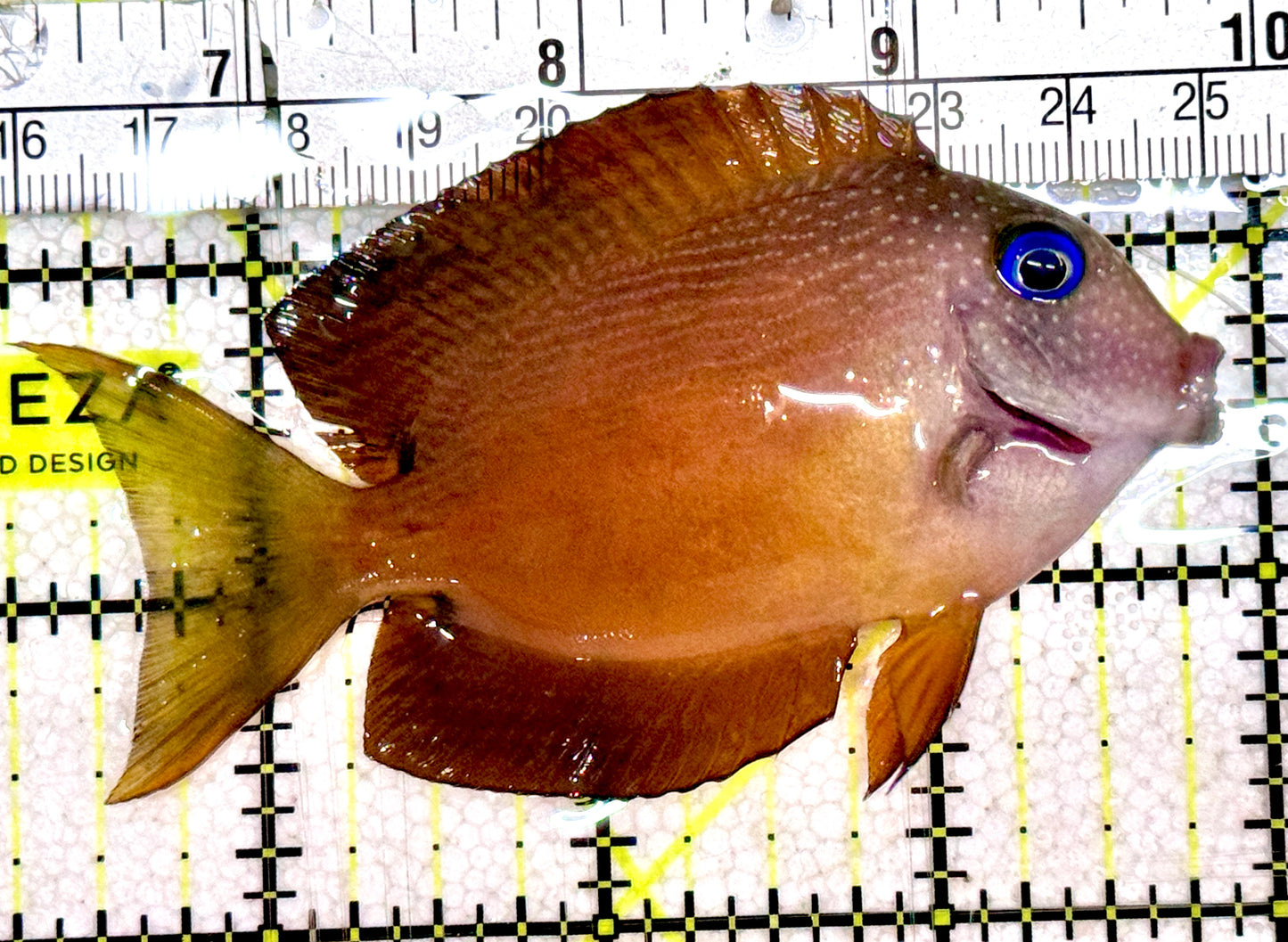 Blue Eye Kole Tang BEKT061201 WYSIWYG Size: ML 3.5"