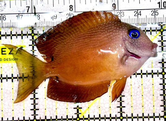 Blue Eye Kole Tang BEKT061201 WYSIWYG Size: ML 3.5"